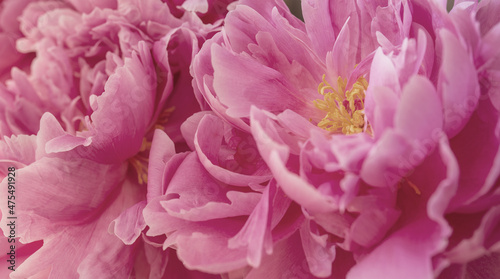 pink peonies in pastel colors close-up, flower pattern.