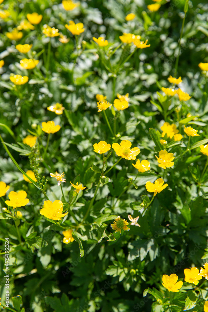 Obraz premium botany, nature and flora concept - beautiful anemone flowers blooming on summer field