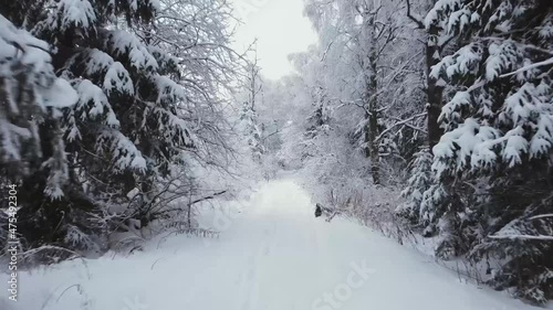 smooth flight between snow-covered white trees, winter, light haze, shooting from a drone, spruce on the sides