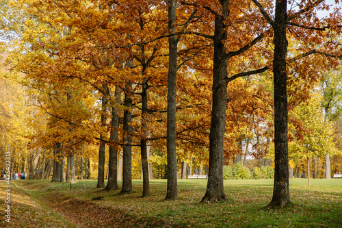 Golden autumn in a public park, yellow and orange leaves on trees, green grass, fallen leaves lying on the ground.