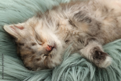 Cute kitten sleeping on fuzzy rug. Baby animal
