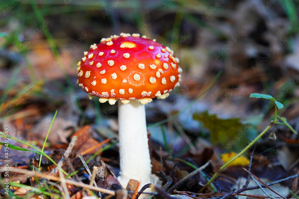 Fresh fly agaric on forest floor. Poisonous red and white spotted mushroom. Inedible. Fresh fly agaric on forest floor. Poisonous red and white spotted mushroom. Inedible.