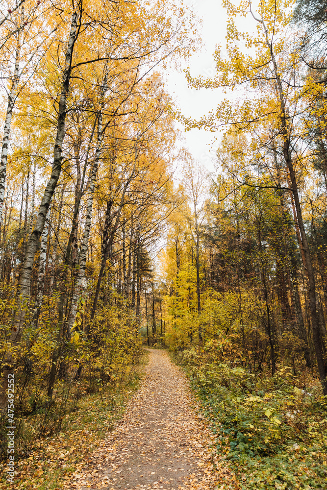 beautiful landscape road in autumn yellow forest