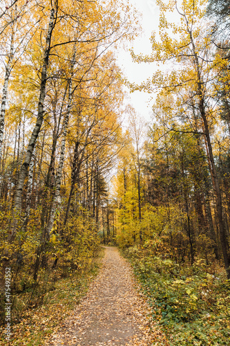beautiful landscape road in autumn yellow forest © dmitriisimakov