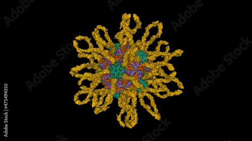 Cryo-em structure of human coxsackievirus A21 complexed with five domain icam-1 (brown). Animated 3D Gaussian surface model, PDB 1z7z, black background photo