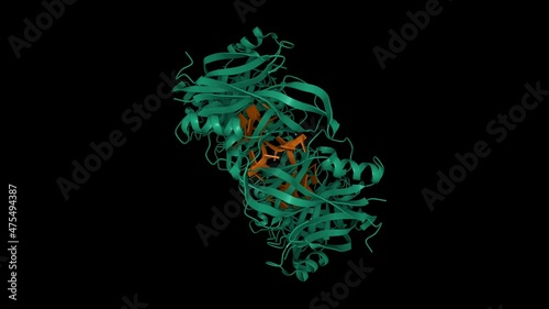 Ebola virus VP40 octameric ring (green) generated by a DNA oligonucleotide (brown). Animated 3D cartoon model, PDB 7k5d, black background. photo