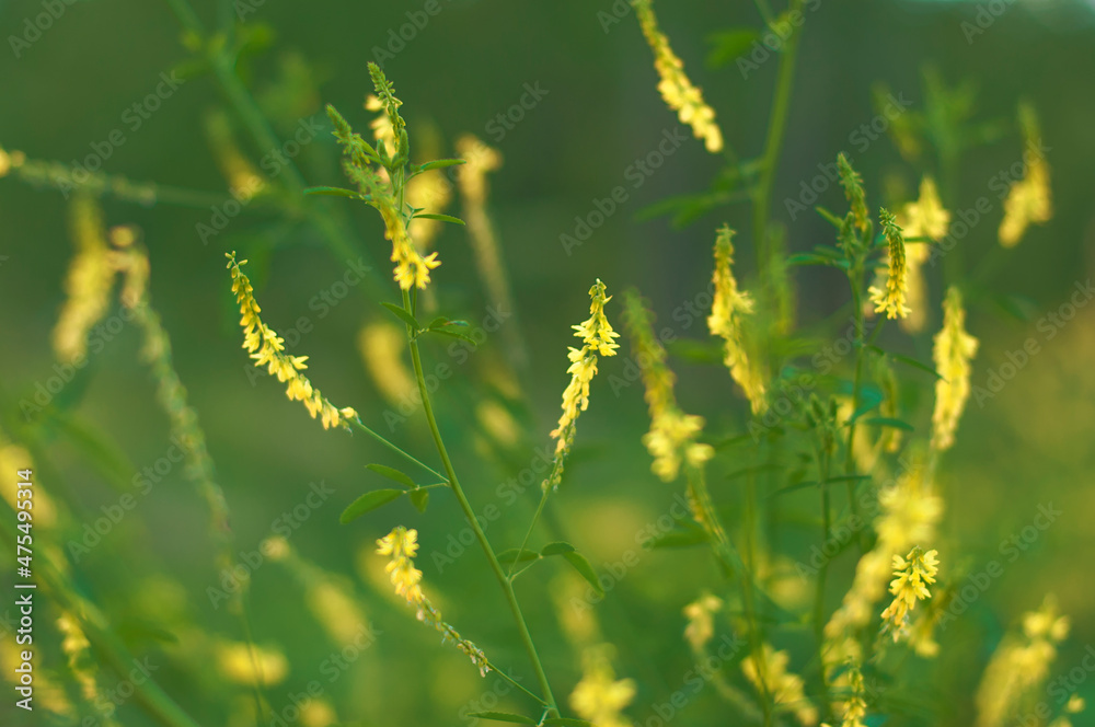 Fototapeta premium Melilotus, yellow flowers close up, healing herbs background. Blossom plant macro, green backdrop