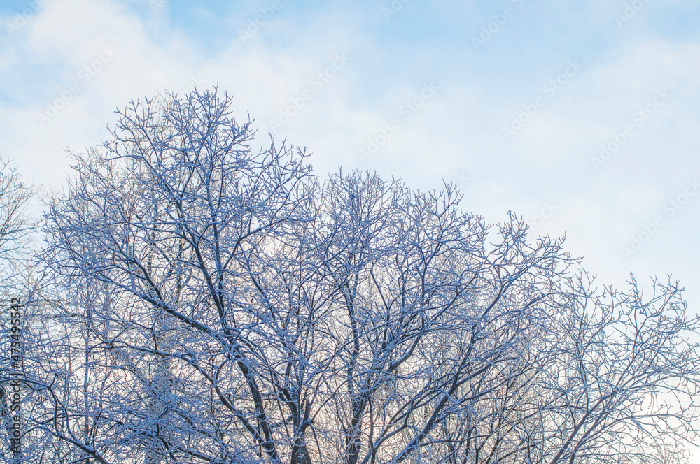 Snowy tree in hoarfrost, ice on the branches, beautiful winter landscape, sunny day Snowy tree in hoarfrost, ice on the branches, beautiful winter landscape, sunny day