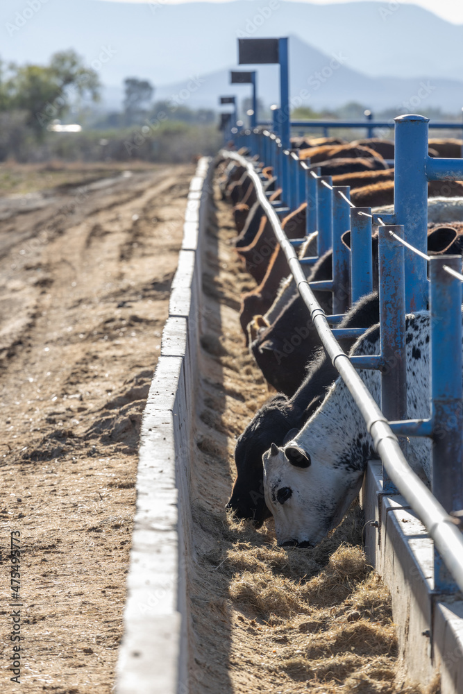Foto de Cattle eating from feed bunk in a feedlot or feed yard do Stock ...