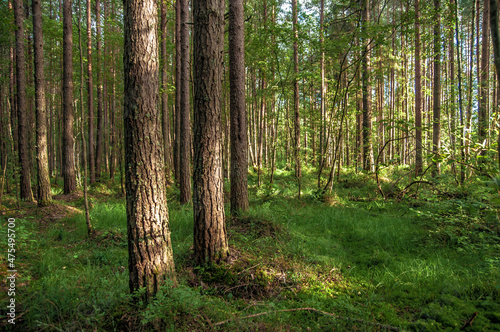 Forest scenery, tree trunks landscape, green footage in summer time, mixed forest, july month © Ivan