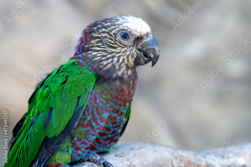 Hawk Headed Parrot sits on a wooden branch of a tree, on a gray background