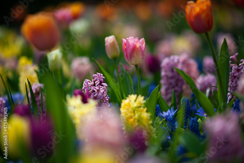 Mixed flower garden in full spring blossoming at the renowned Keukenhof Gardens in Lisse, Holland.