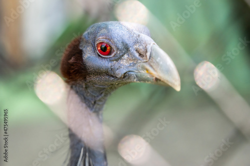 close up of a vulture s head with red eyes