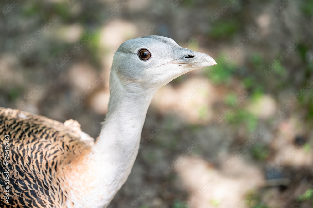 Great bustard walks on green grass free