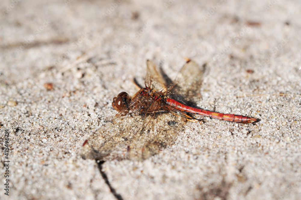 A dragonfly sits on the sandy bottom. Insect close up. A dragonfly sits on the sandy bottom. Insect close up.