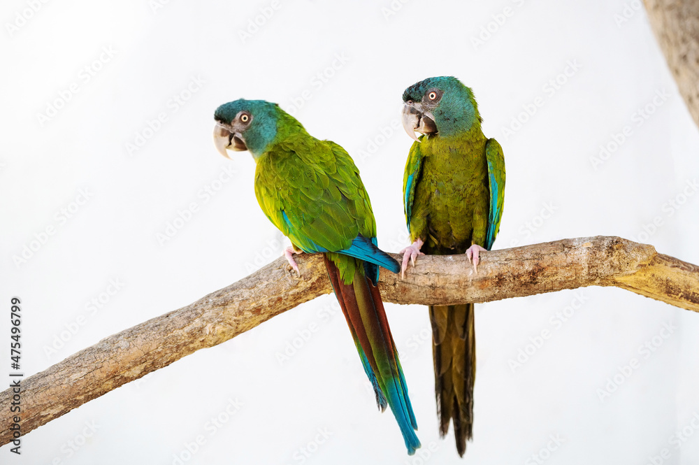 Green parrot sits on a tree branch in a poultry house
