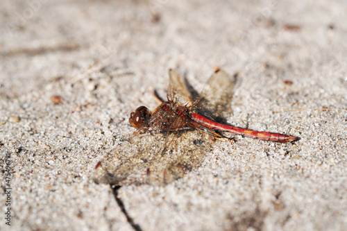 A dragonfly sits on the sandy bottom. Insect close up.