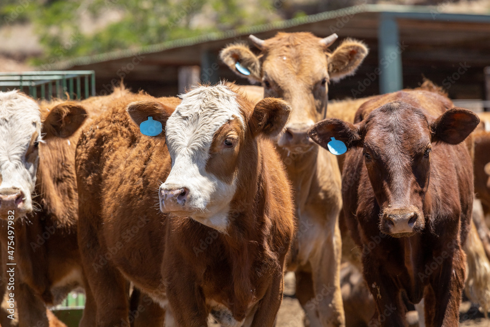 Cows in a feedlot or feed yard