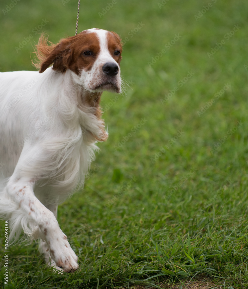 Irish Red and White Setter turning to the side while walking