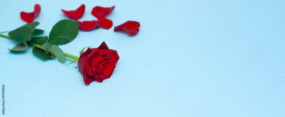 Rose petals on a blue background with space for text.