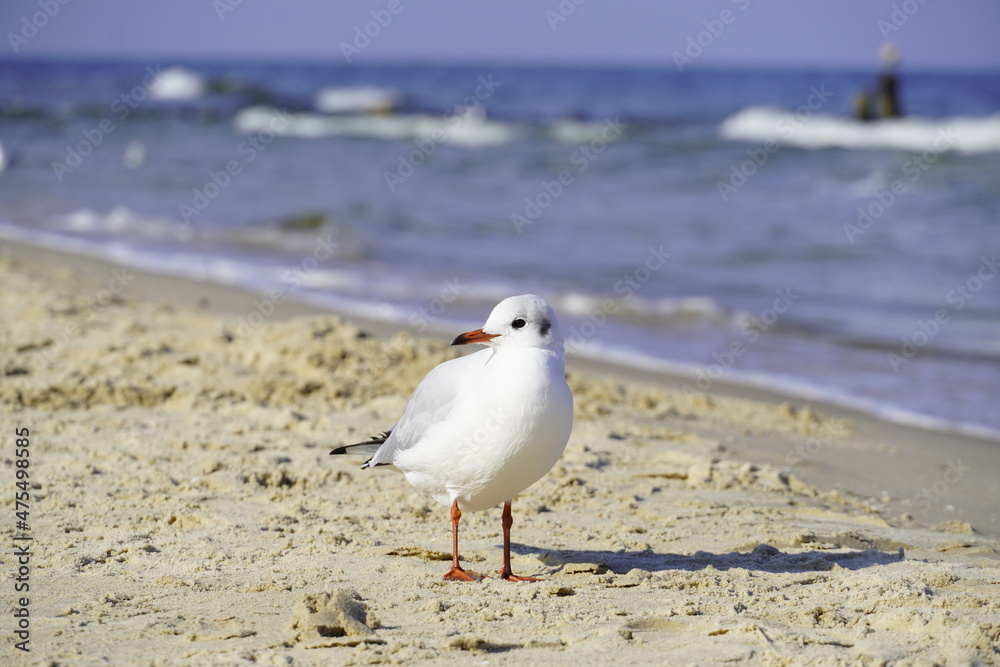 Portrait of a seagull on the beach in Usedom
