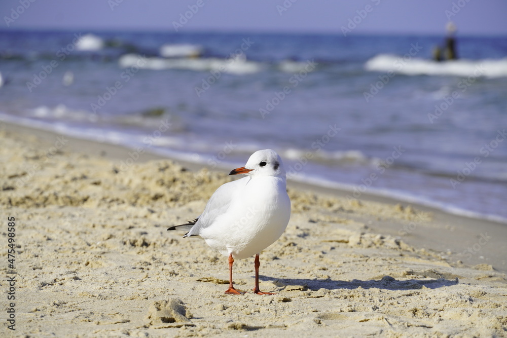 Portrait of a seagull on the beach in Usedom
Portrait of a seagull on the beach in Usedom