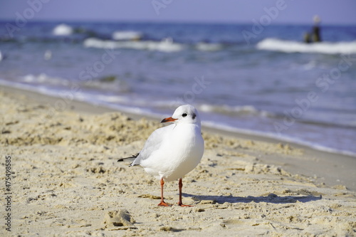Portrait of a seagull on the beach in Usedom
