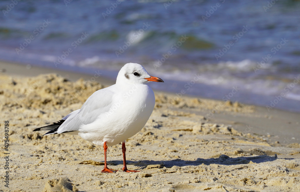 Portrait of a seagull on the beach in Usedom
Portrait of a seagull on the beach in Usedom
