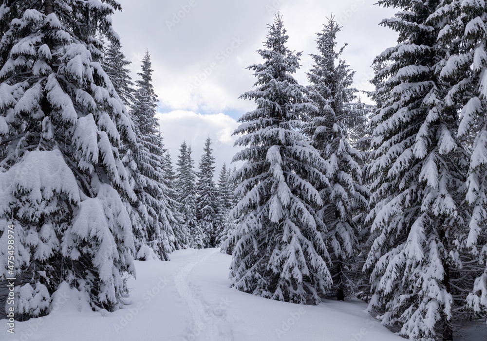 Lawn and forest. On a frosty beautiful day among high mountain are magical trees covered with white fluffy snow against the magical winter landscape. Snowy background. Nature scenery.