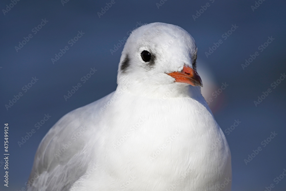 Seagull in close-up. Portrait of a bird with a red beak and white plumage.
Seagull in close-up. Portrait of a bird with a red beak and white plumage.