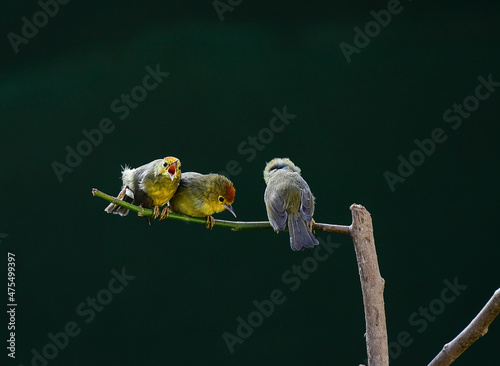 Cute little birds on a branch photo