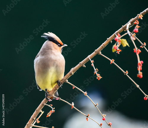 Cute little bird on a branch photo