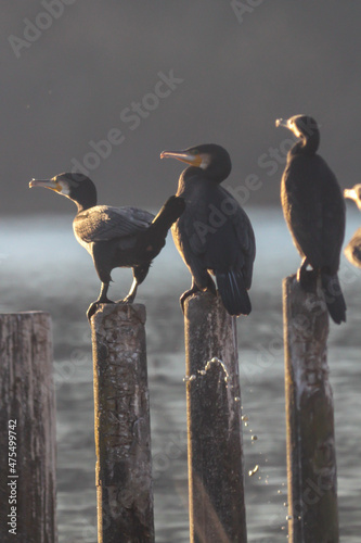 The flock of Cormorants ( Phalacrocoracidae ) sunbathe on Timber,Living in nature.Anguillara Sabazia.Italy..Ecology. Zoology