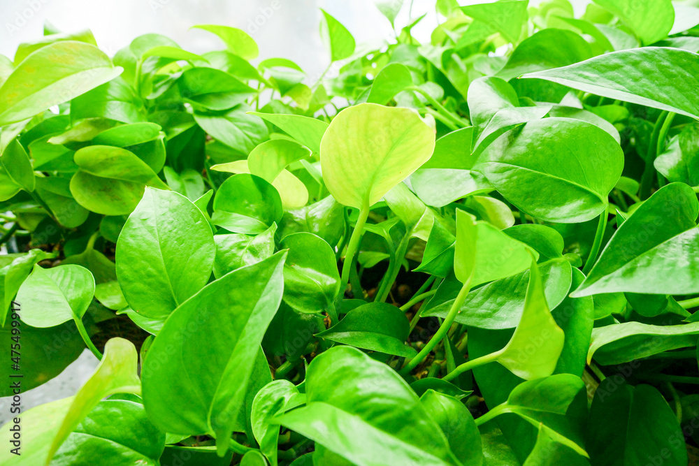 Fresh green leaves and green trees Fresh green leaves and green trees