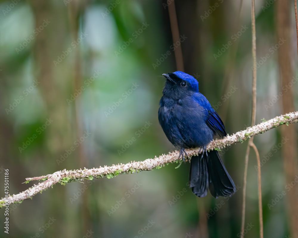 Large Niltava perching eye level on tree branch Large Niltava perching eye level on tree branch