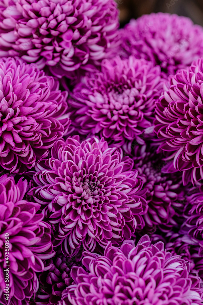 chrysanthemum flowers close-up chrysanthemum flowers close-up