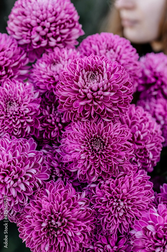 chrysanthemum flowers close-up