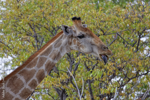 Angola Giraffe photo