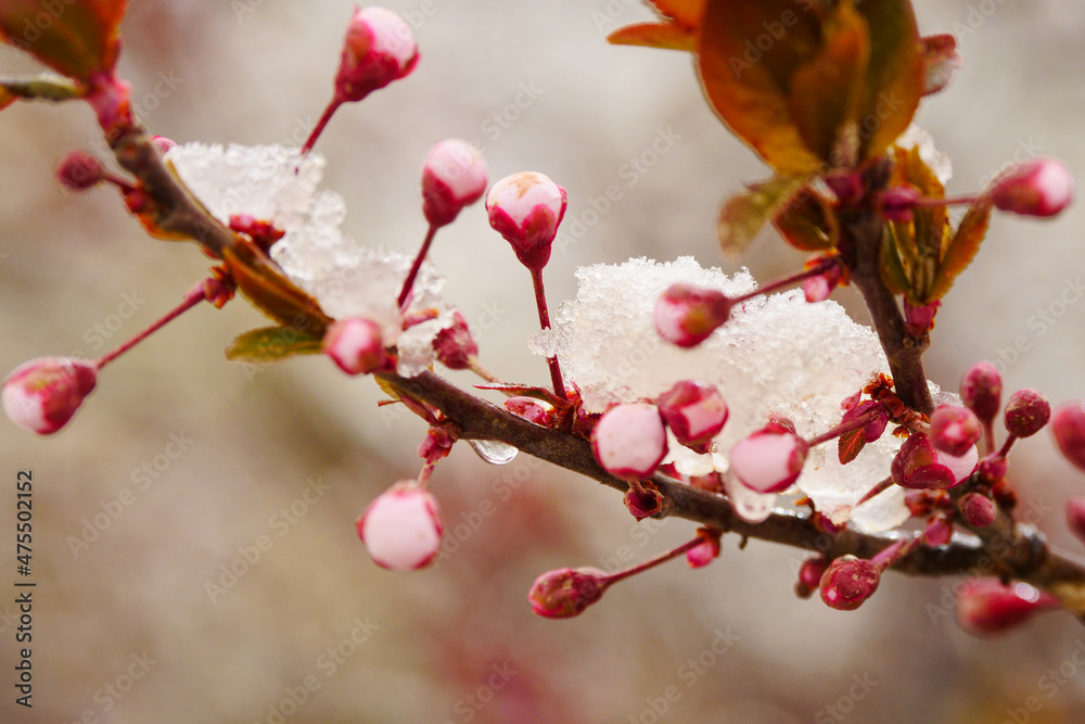 Apricot blossoms are frozen in spring Apricot blossoms are frozen in spring