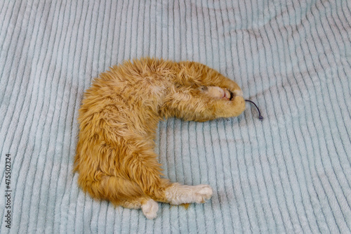 Ginger kitten playing with a mouse toy on a bed