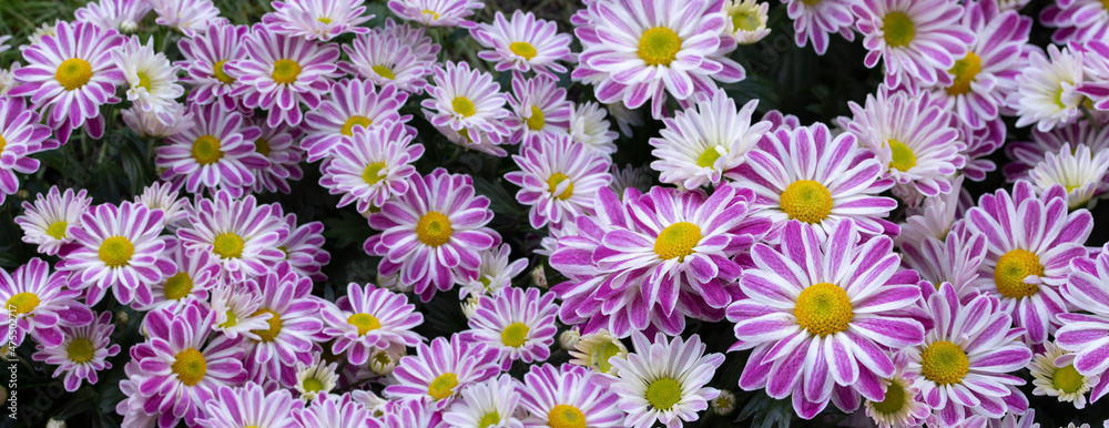 Fototapeta premium White magenta chrysanthemum blossom, panoramic background wallpaper natural flower header backdrop horizontal photography