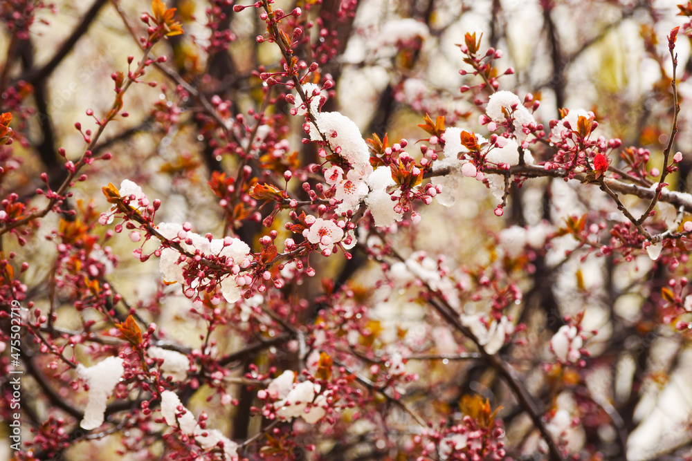 Apricot blossoms are frozen in spring Apricot blossoms are frozen in spring