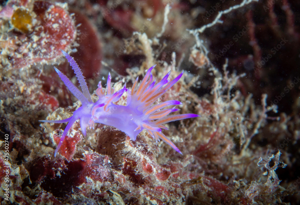 Flabellina, underwater life Flabellina, underwater life