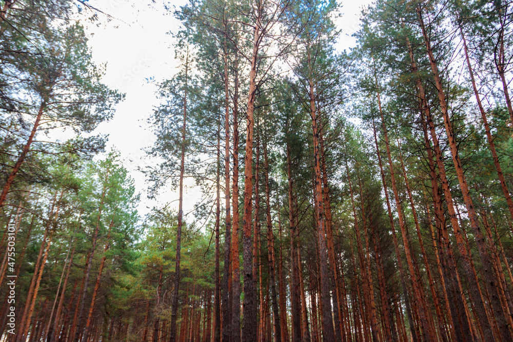 View of a pine forest at autumn