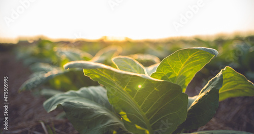 The tobacco plant in the plantation had beautiful leaves on a warm evening.