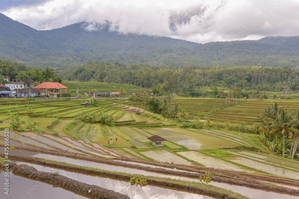 Landscape of rice terraces in Bali, Indonesia