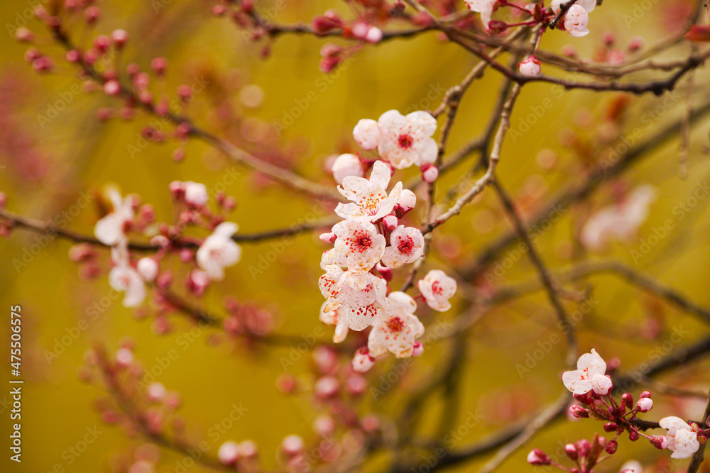 Pink apricot blossoms blooming in spring Pink apricot blossoms blooming in spring