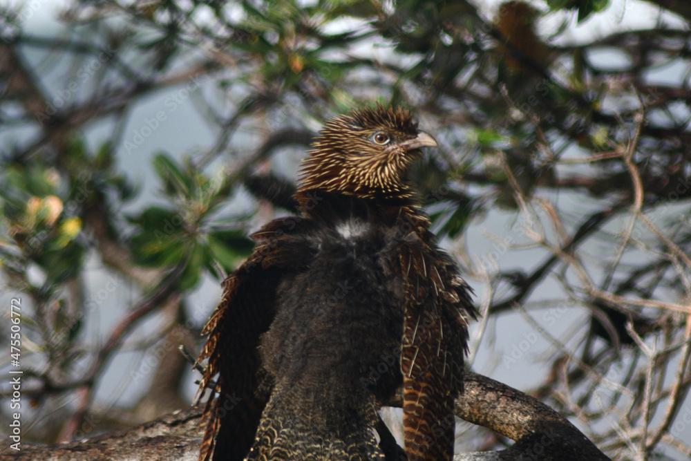 Fototapeta premium A young whistling kite is beginning to grow its brown speckled adult feathers. Soft black feathers still cover its back. It is standing on a tree branch, with its head in profile.