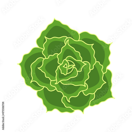 Succulent echeveria shaviana in cartoon style. Desert flower green rose. House plant for print and design. Vector illustration, isolated element on a white bakcground