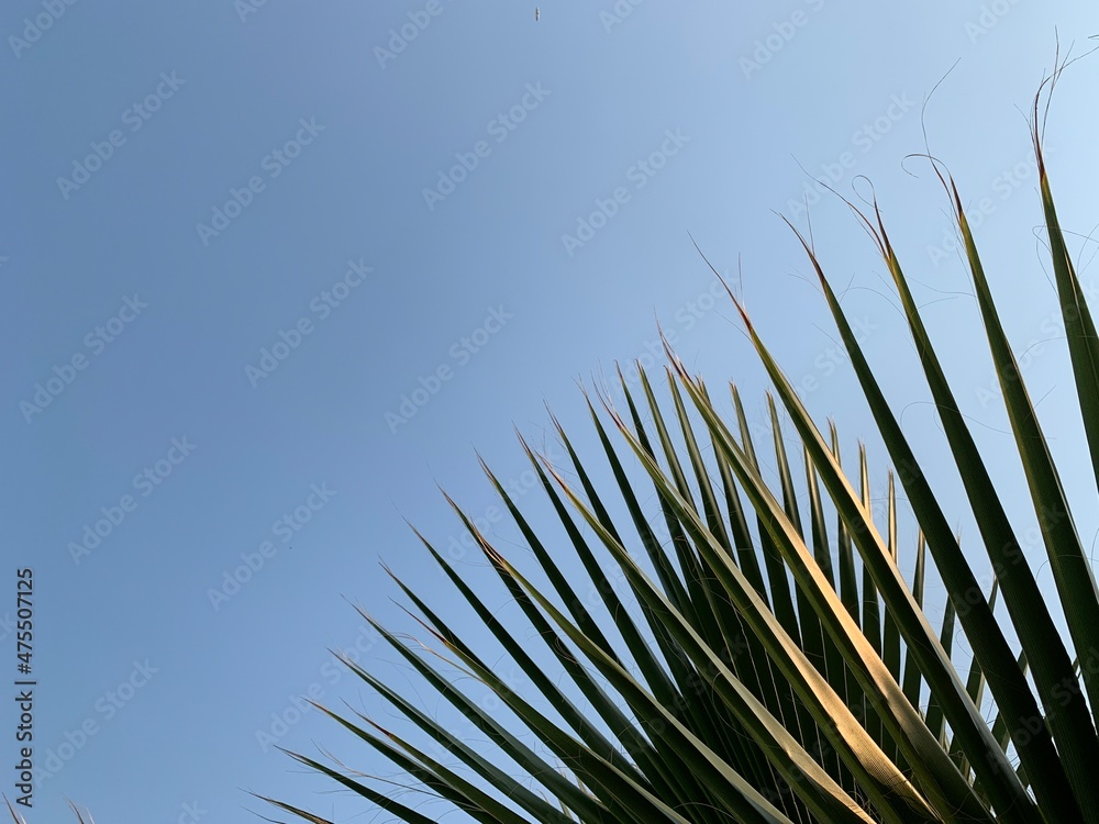Obraz premium Palm tree on the seashore, against the background of the sky. Concept: Summer vacation in a warm climate. Green leaves of a palm tree, close-up.